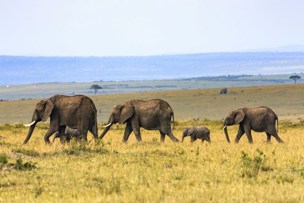 Reizen naar Sri Lanka